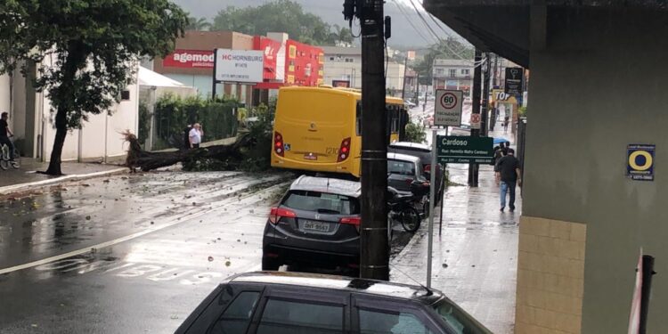 Ônibus é atingido por árvore que caiu na avenida Marechal Deodoro da Fonseca