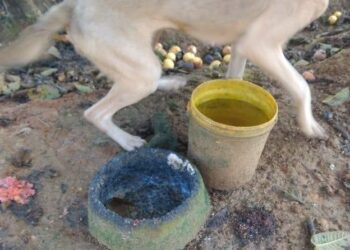 Polícia Militar encontra três cães amarrados e sem alimentação em Guaramirim