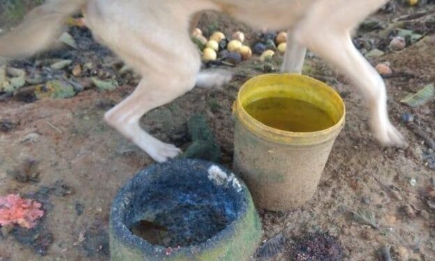 Polícia Militar encontra três cães amarrados e sem alimentação em Guaramirim