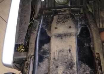 Vídeo: serpente de quase dois metros é encontrada em moto em Schroeder