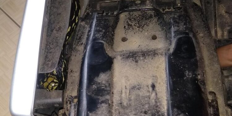 Vídeo: serpente de quase dois metros é encontrada em moto em Schroeder