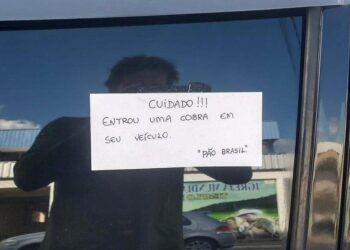 Cobra se esconde em motor de carro em Jaraguá do Sul