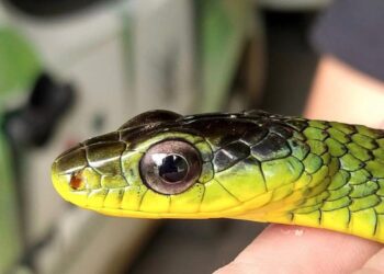 Fujama resgata mais de 50 cobras em menos de dois meses em Jaraguá do Sul