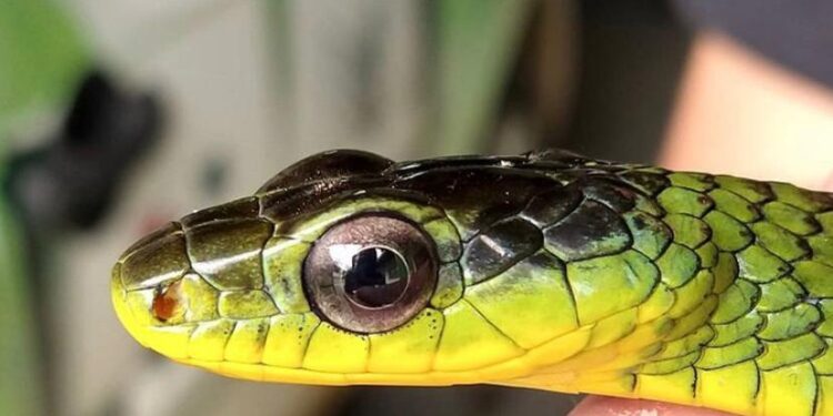 Fujama resgata mais de 50 cobras em menos de dois meses em Jaraguá do Sul