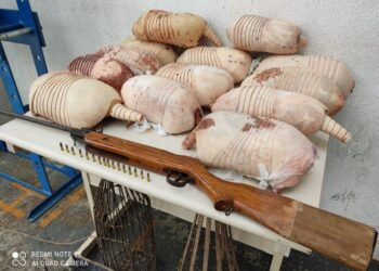 Homem é preso por matar tatus em Araquari