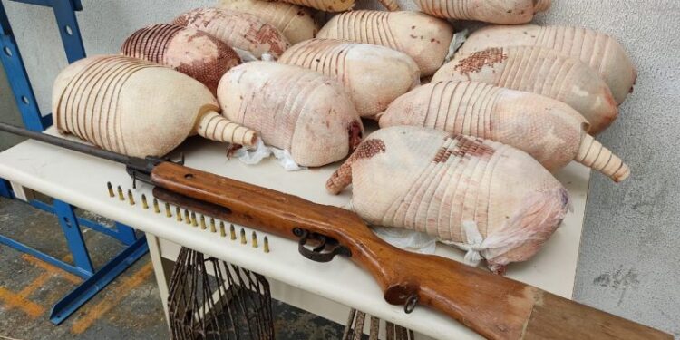 Homem é preso por matar tatus em Araquari