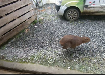 [Vídeo] Duas capivaras são resgatadas em áreas urbanas de Jaraguá do Sul