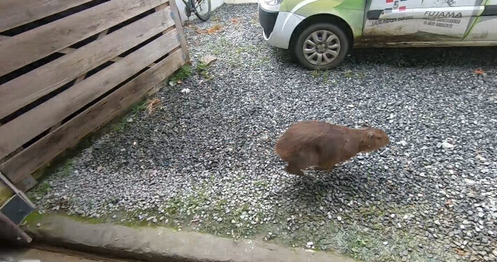 [Vídeo] Duas capivaras são resgatadas em áreas urbanas de Jaraguá do Sul