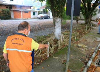 Rua Marina Frutuoso será interditada para corte de árvores em Jaraguá do Sul