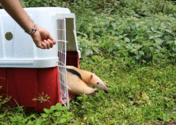 Tamanduá-mirim é capturado próximo da Prefeitura de Jaraguá do Sul