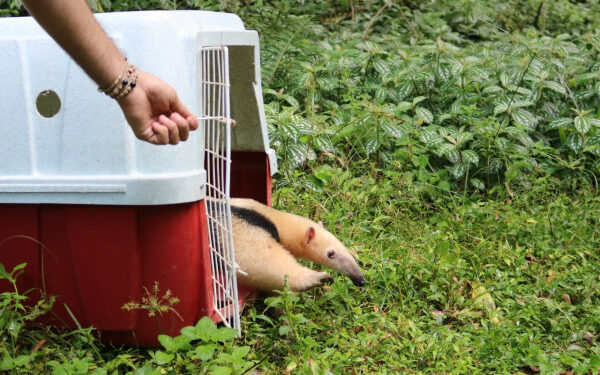 Tamanduá-mirim é capturado próximo da Prefeitura de Jaraguá do Sul