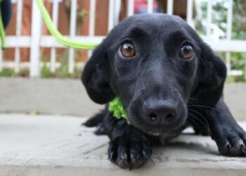 Licitação para clínica veterinária em Jaraguá do Sul deve sair em abril