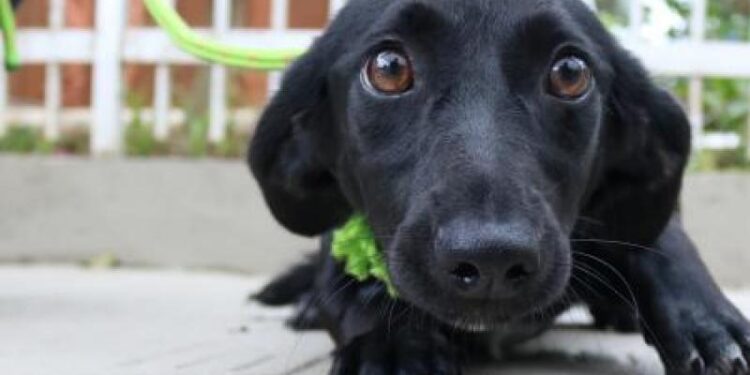 Licitação para clínica veterinária em Jaraguá do Sul deve sair em abril