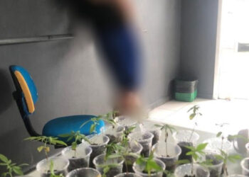 Homem é preso com 27 pés de maconha em Massaranduba