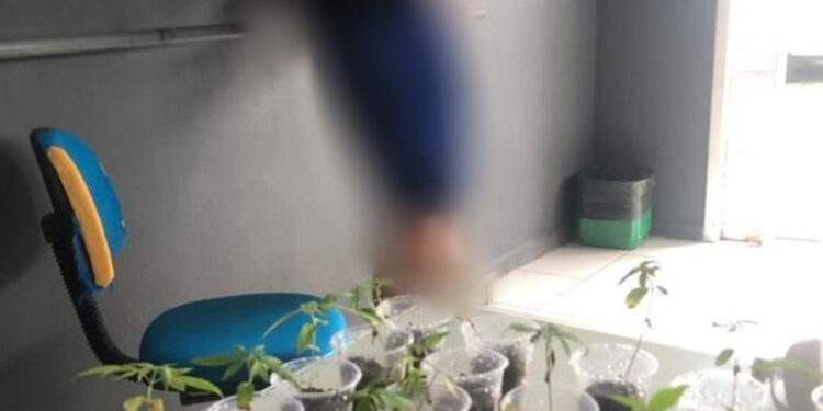 Homem é preso com 27 pés de maconha em Massaranduba