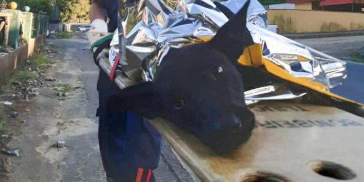 Cadela é atropelada em frente aos bombeiros e acaba sendo salva pelo Samu