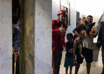 Cachorro fica entalado e é resgatado pelos Bombeiros Voluntários de Guaramirim