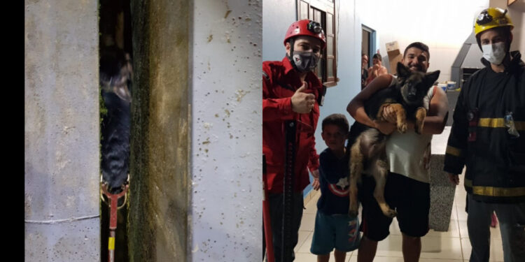 Cachorro fica entalado e é resgatado pelos Bombeiros Voluntários de Guaramirim