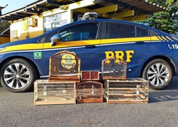 Pássaros silvestres são encontrados em porta-malas de carro na BR 280, em Guaramirim