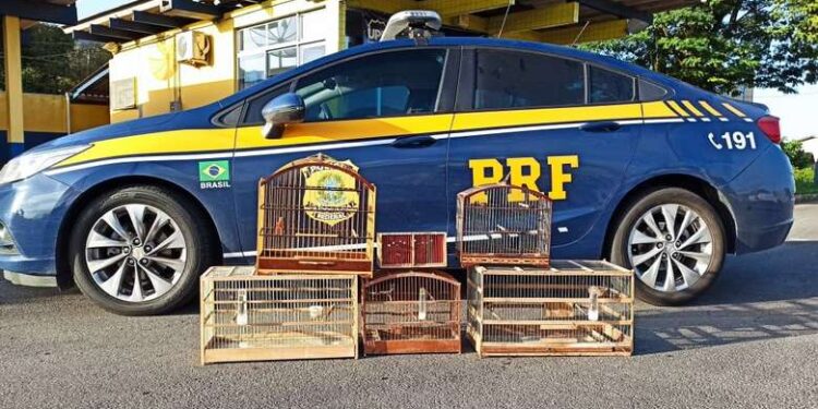 Pássaros silvestres são encontrados em porta-malas de carro na BR 280, em Guaramirim