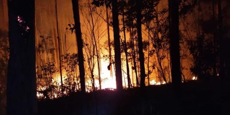 Área de reflorestamento de 70 mil m² é atingida por incêndio em Santa Catarina