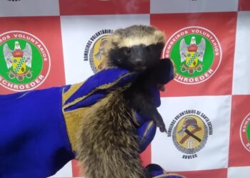 Furão é encontrado em casa em Schroeder