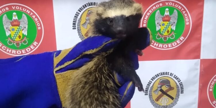 Furão é encontrado em casa em Schroeder