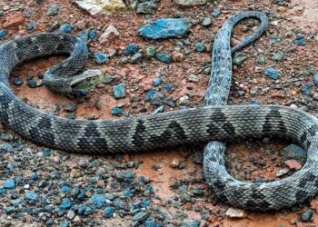[Vídeo] Cobra jararaca é capturada em Guaramirim