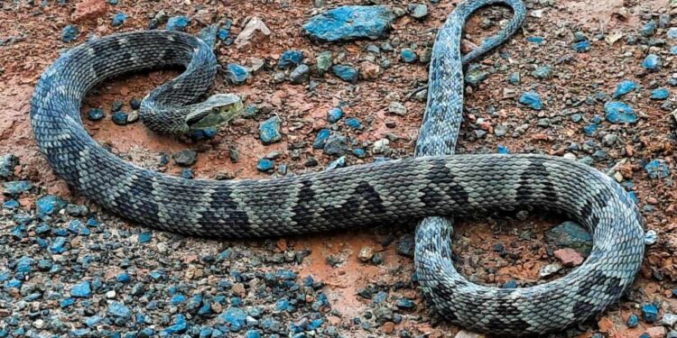 [Vídeo] Cobra jararaca é capturada em Guaramirim