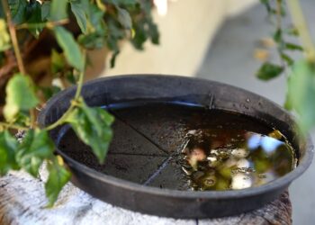 Número de focos do mosquito causador da dengue preocupa Guaramirim