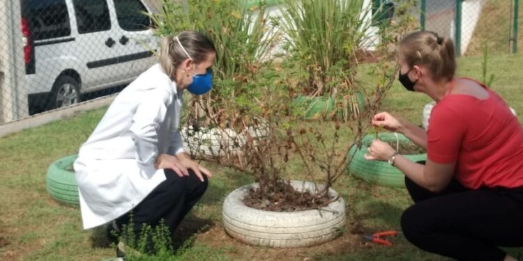 Jaraguá do Sul firma parceria para o cultivo de plantas medicinais