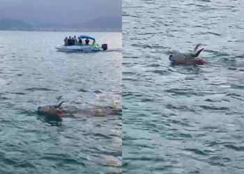 Boi entra no mar para fugir de farra em SC