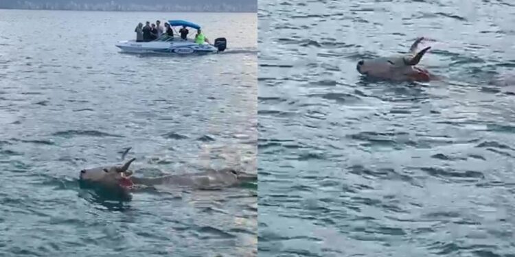 Boi entra no mar para fugir de farra em SC