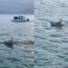 Boi entra no mar para fugir de farra em SC