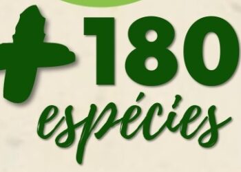 Campanha de mudas frutíferas inicia na próxima semana, em São João do Itaperiú