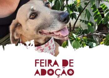 Feira de Adoção de animais será realizada neste sábado (29) em Guaramirim
