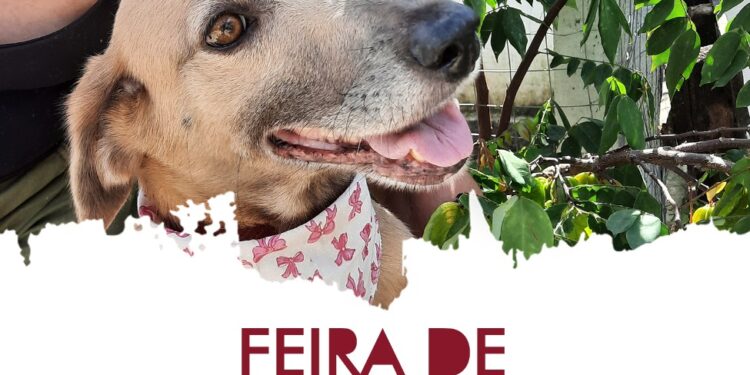 Feira de Adoção de animais será realizada neste sábado (29) em Guaramirim