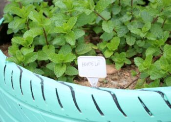 Inscrições abertas para curso on-line sobre plantas medicinais