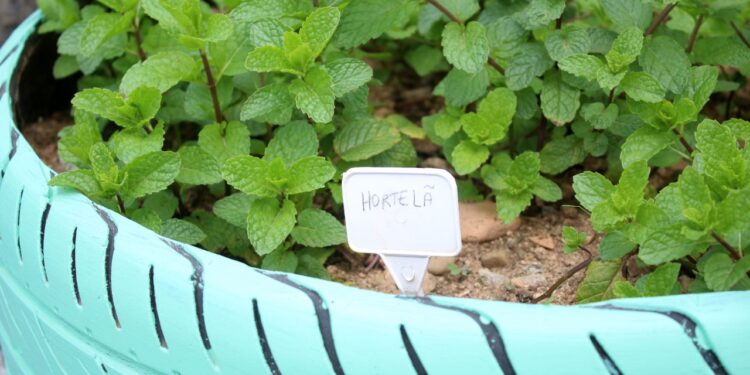 Inscrições abertas para curso on-line sobre plantas medicinais