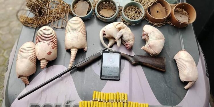 Homem é preso por caçar tatus em Jaraguá do Sul