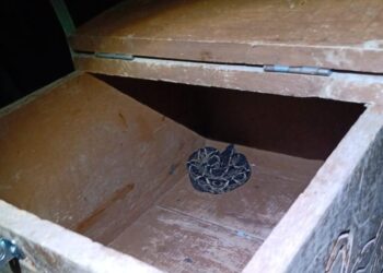 Jararaca é capturada em residência em Guaramirim