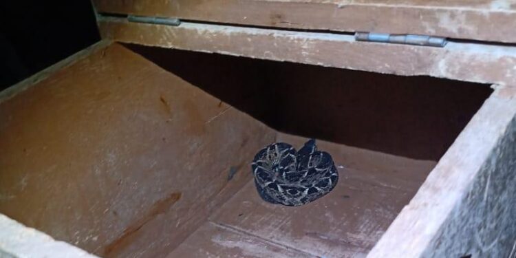 Jararaca é capturada em residência em Guaramirim