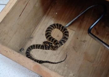 Cobra é capturada em escola de Guaramirim