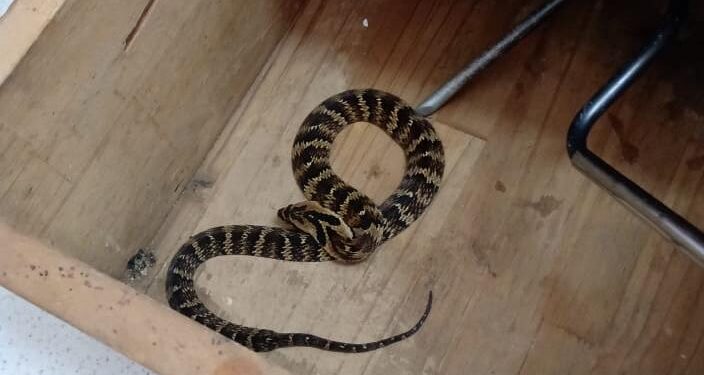 Cobra é capturada em escola de Guaramirim