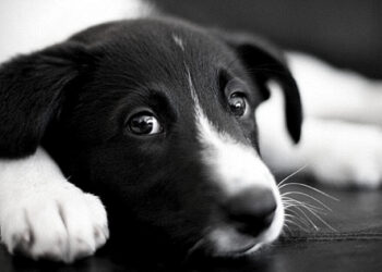 Dois cachorros são encontrados sem água e comida em Guaramirim
