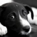 Dois cachorros são encontrados sem água e comida em Guaramirim
