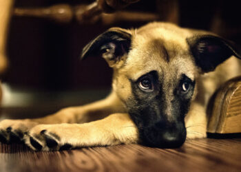 Homem é denunciado após atingir faca no olho de cachorro em Jaraguá do Sul
