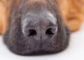 Mulher é denunciada por maus-tratos contra animais em Massaranduba