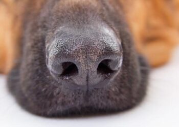 Mulher é denunciada por maus-tratos contra animais em Massaranduba