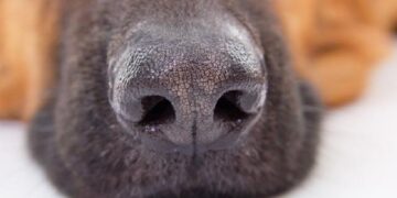 Mulher é denunciada por maus-tratos contra animais em Massaranduba